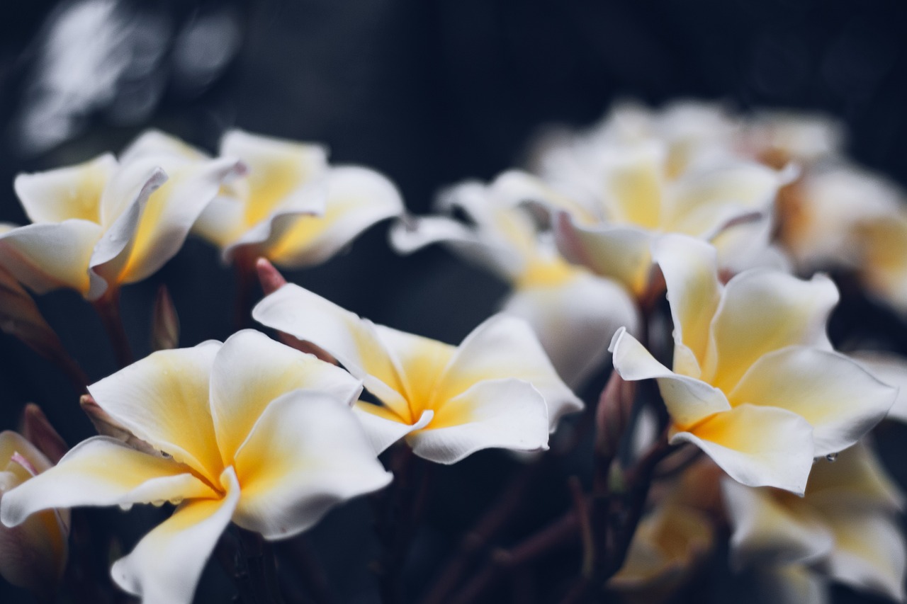 plumeria flowers petals thailand 4887944